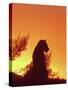 African Lion Silhouette Lions Stir, as the Sun-null-Stretched Canvas