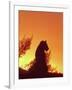 African Lion Silhouette Lions Stir, as the Sun-null-Framed Photographic Print