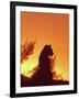 African Lion Silhouette Lions Stir, as the Sun-null-Framed Photographic Print