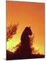 African Lion Silhouette Lions Stir, as the Sun-null-Mounted Photographic Print