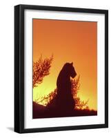 African Lion Silhouette Lions Stir, as the Sun-null-Framed Photographic Print