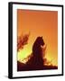 African Lion Silhouette Lions Stir, as the Sun-null-Framed Photographic Print