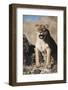 African Lion Sitting and Mouth Open-Stuart Westmorland-Framed Photographic Print