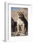African Lion Sitting and Mouth Open-Stuart Westmorland-Framed Photographic Print