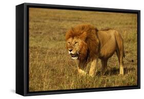 African Lion Stalking-null-Framed Stretched Canvas