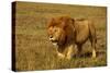 African Lion Stalking-null-Stretched Canvas