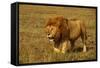 African Lion Stalking-null-Framed Stretched Canvas