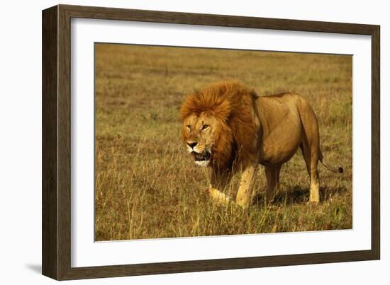 African Lion Stalking-null-Framed Photographic Print