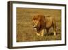 African Lion Stalking-null-Framed Photographic Print