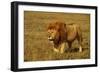 African Lion Stalking-null-Framed Photographic Print