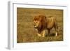 African Lion Stalking-null-Framed Photographic Print