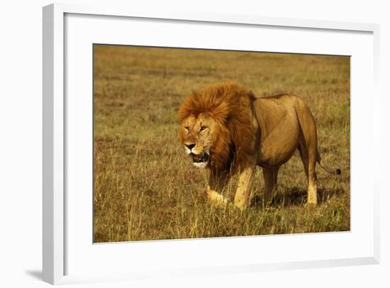 African Lion Stalking-null-Framed Photographic Print