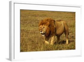 African Lion Stalking-null-Framed Photographic Print