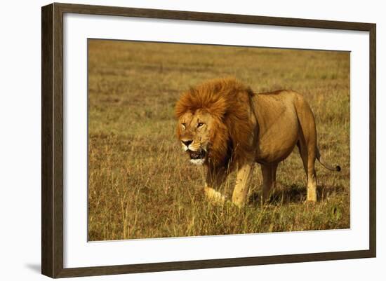 African Lion Stalking-null-Framed Photographic Print