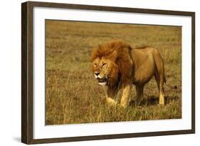 African Lion Stalking-null-Framed Photographic Print