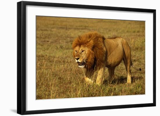 African Lion Stalking-null-Framed Photographic Print