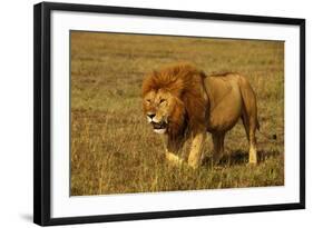 African Lion Stalking-null-Framed Photographic Print