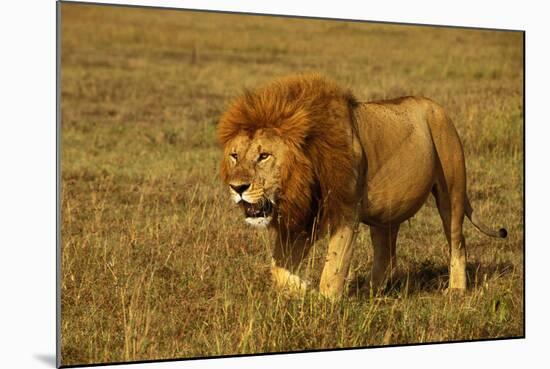 African Lion Stalking-null-Mounted Photographic Print