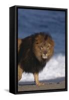 African Lion Standing on Beach-DLILLC-Framed Stretched Canvas