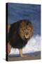 African Lion Standing on Beach-DLILLC-Stretched Canvas