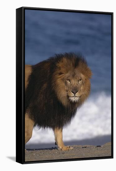 African Lion Standing on Beach-DLILLC-Framed Stretched Canvas