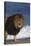 African Lion Standing on Beach-DLILLC-Stretched Canvas