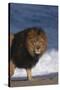 African Lion Standing on Beach-DLILLC-Stretched Canvas