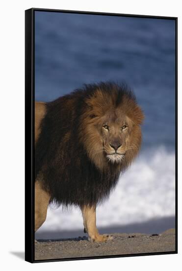 African Lion Standing on Beach-DLILLC-Framed Stretched Canvas