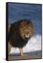 African Lion Standing on Beach-DLILLC-Framed Stretched Canvas