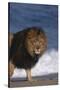 African Lion Standing on Beach-DLILLC-Stretched Canvas