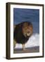 African Lion Standing on Beach-DLILLC-Framed Photographic Print