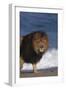 African Lion Standing on Beach-DLILLC-Framed Photographic Print