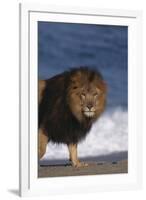 African Lion Standing on Beach-DLILLC-Framed Photographic Print