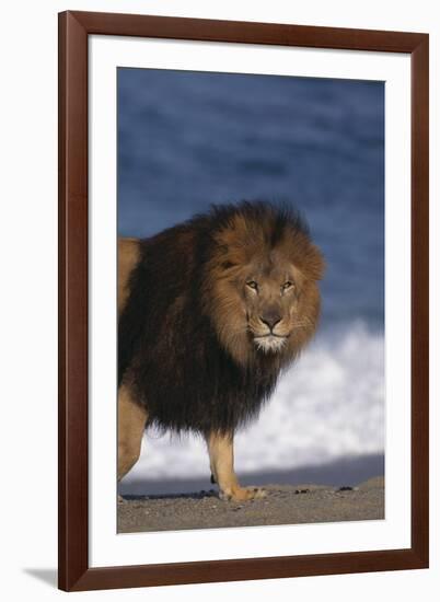 African Lion Standing on Beach-DLILLC-Framed Photographic Print