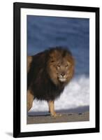 African Lion Standing on Beach-DLILLC-Framed Photographic Print