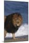 African Lion Standing on Beach-DLILLC-Mounted Photographic Print