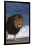 African Lion Standing on Beach-DLILLC-Framed Photographic Print