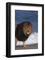 African Lion Standing on Beach-DLILLC-Framed Photographic Print