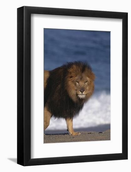 African Lion Standing on Beach-DLILLC-Framed Photographic Print