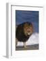 African Lion Standing on Beach-DLILLC-Framed Photographic Print