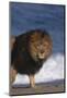 African Lion Standing on Beach-DLILLC-Mounted Photographic Print