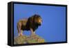 African Lion Standing on Boulder-DLILLC-Framed Stretched Canvas