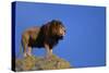 African Lion Standing on Boulder-DLILLC-Stretched Canvas