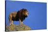 African Lion Standing on Boulder-DLILLC-Stretched Canvas