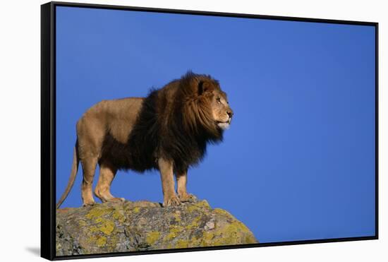 African Lion Standing on Boulder-DLILLC-Framed Stretched Canvas