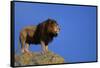 African Lion Standing on Boulder-DLILLC-Framed Stretched Canvas