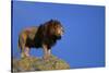 African Lion Standing on Boulder-DLILLC-Stretched Canvas