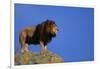 African Lion Standing on Boulder-DLILLC-Framed Photographic Print