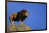 African Lion Standing on Boulder-DLILLC-Framed Photographic Print