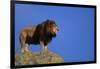 African Lion Standing on Boulder-DLILLC-Framed Photographic Print